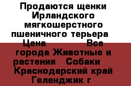 Продаются щенки Ирландского мягкошерстного пшеничного терьера › Цена ­ 30 000 - Все города Животные и растения » Собаки   . Краснодарский край,Геленджик г.